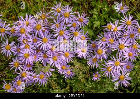 Schöne florale Hintergrund mit lila Blumen Aster Alpin (Aster alpinus) Draufsicht Nahaufnahme mit Tau-Tropfen im Gras Stockfoto