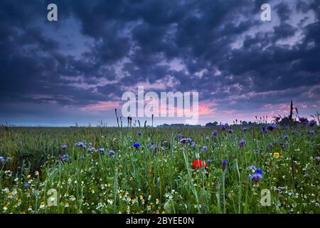 sonnenaufgang über Feld mit Wildblumen Stockfoto