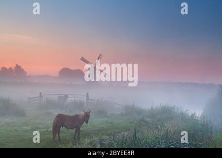 Pony im Nebel auf Weide und Windmühle Stockfoto