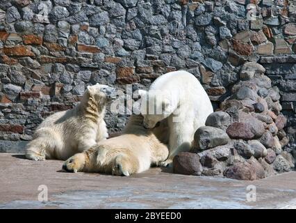 Weiße Eisbärin mit Bärenjungen Stockfoto