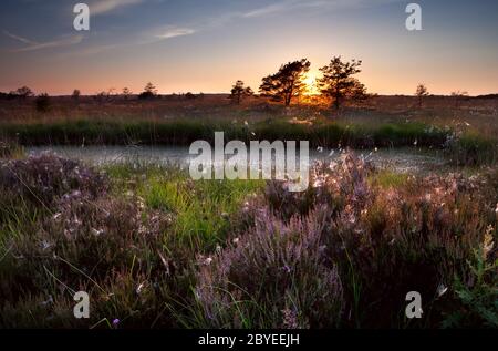 Sonnenuntergang über Sümpfen und blühender Heide Stockfoto