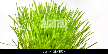 Nahaufnahme von frischem grünen Weizengras Pflanze in Topf. Rohes Weizengras Pflanze für die Herstellung antioxidative Getränke. Junge Pflanze gut für Haustier Pflanzenfresser Stockfoto