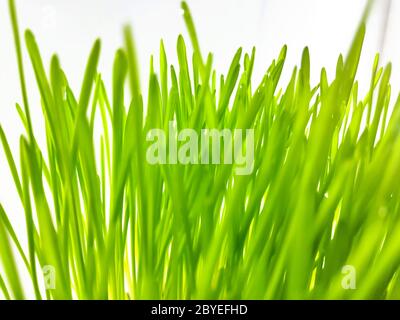 Nahaufnahme von frischem grünen Weizengras Pflanze in Topf. Rohes Weizengras Pflanze für die Herstellung antioxidative Getränke. Junge Pflanze gut für Haustier Pflanzenfresser Stockfoto