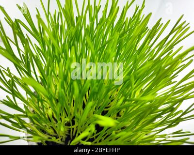 Nahaufnahme von frischem grünen Weizengras Pflanze in Topf. Rohes Weizengras Pflanze für die Herstellung antioxidative Getränke. Junge Pflanze gut für Haustier Pflanzenfresser Stockfoto