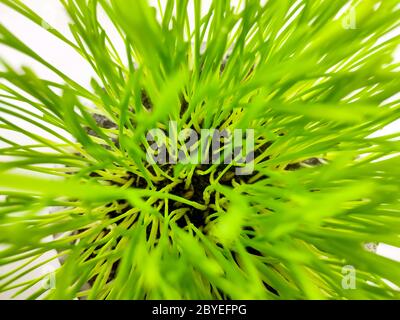 Nahaufnahme von frischem grünen Weizengras Pflanze in Topf. Rohes Weizengras Pflanze für die Herstellung antioxidative Getränke. Junge Pflanze gut für Haustier Pflanzenfresser Stockfoto