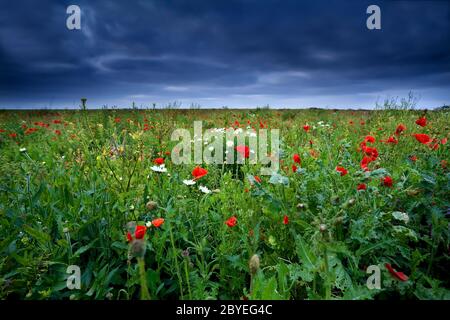 Rote Mohnblumen auf grünem Feld Stockfoto