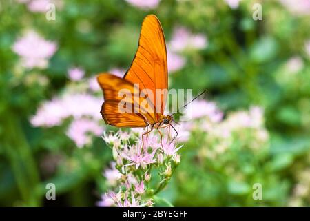 Julia Butterfly oder Julia Heliconian (Dryas iulia) Stockfoto