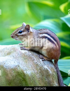 Ein kleines Erdhörnchen, auch Chippmunk genannt, steht auf seinem felsigen Barsch in einem Frühlingsgarten
