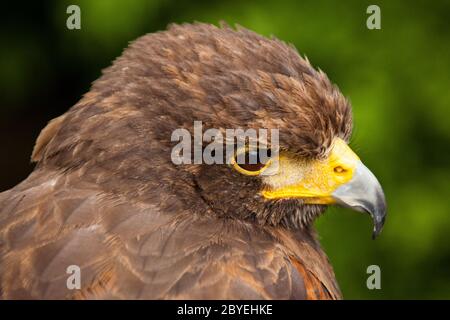 Harris's Hawk oder Harris Hawk (Parabuteo unicinctus Stockfoto