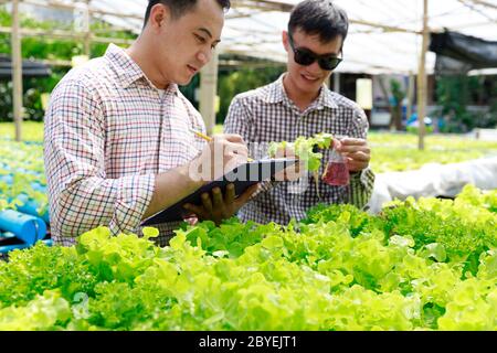 Hydroponics Farm, Arbeiter und Umwelt Daten von Kopfsalat organische hydroponic Gemüse sammeln im Gewächshaus farm Garten. Stockfoto