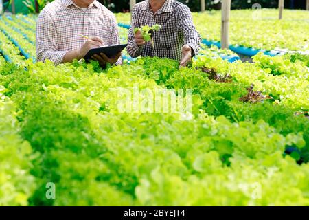 Hydroponics Farm, Arbeiter und Umwelt Daten von Kopfsalat organische hydroponic Gemüse sammeln im Gewächshaus farm Garten. Stockfoto