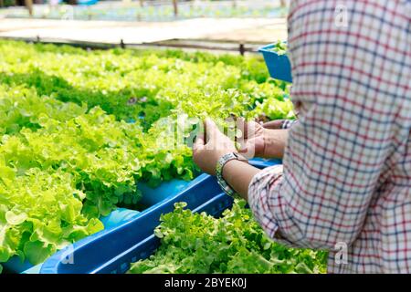 Hydroponics Farm, Arbeiter und Umwelt Daten von Kopfsalat organische hydroponic Gemüse sammeln im Gewächshaus farm Garten. Stockfoto