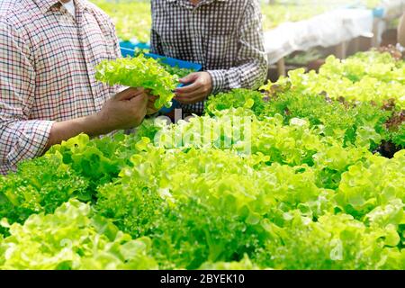 Hydroponics Farm, Arbeiter und Umwelt Daten von Kopfsalat organische hydroponic Gemüse sammeln im Gewächshaus farm Garten. Stockfoto
