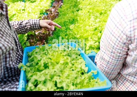 Hydroponics Farm, Arbeiter und Umwelt Daten von Kopfsalat organische hydroponic Gemüse sammeln im Gewächshaus farm Garten. Stockfoto