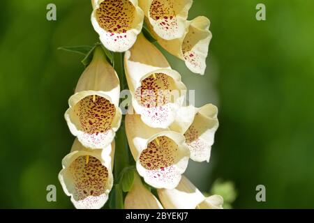 Blüten von giftigen Blume Fuchshandschuh Stockfoto