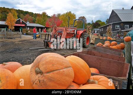 Milton, Ontario / Canada - 10/10/2009: Ein Bauernmarkt mit Kürbisverkäufen in den Thanksgiving-Ferien. Stockfoto