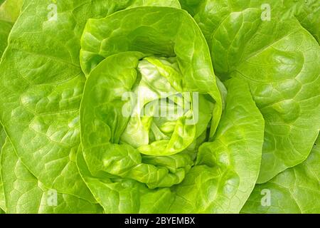 Großer frischer und gesunder Salat kurz vor der Ernte Stockfoto