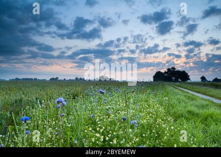 sonnenaufgang über Feld mit Wildblumen Stockfoto