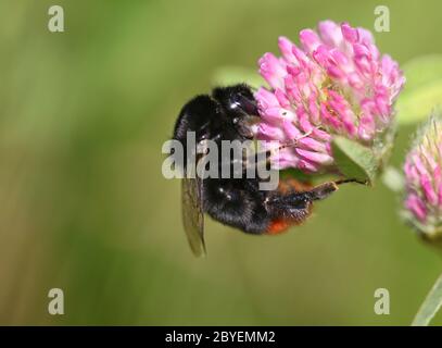 Hummel auf Klee Stockfoto