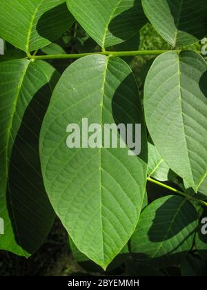 Nahaufnahme von walnussgrünen Blatt an einem sonnigen Tag. Grüne Blätter auf einer Walnuss in einem Gemüsegarten. Natur. Walnussbaum. Stockfoto