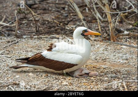 Ein Nazca-Beutelchen (Sula granti) mit Küken im Nest, Insel Genovesa, Galapagos Nationalpark, Ecuador. Stockfoto