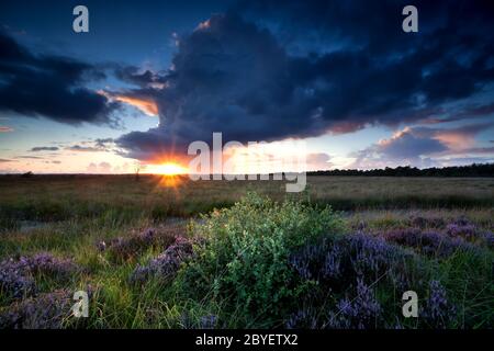 Dramatische Sonnenstrahlen über dem Sumpf mit Heidekraut Stockfoto