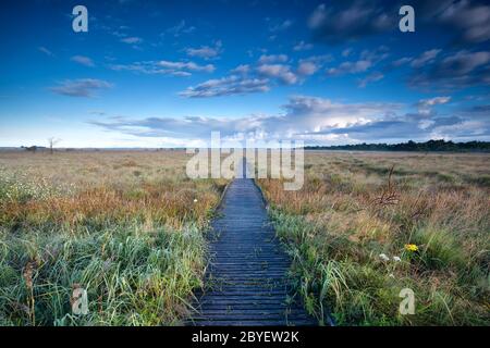 Holzweg durch Sümpfe Stockfoto