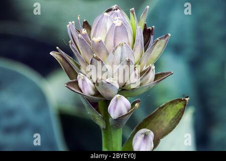 Hosta Love Pat Nahaufnahme Blütenknospe Stockfoto