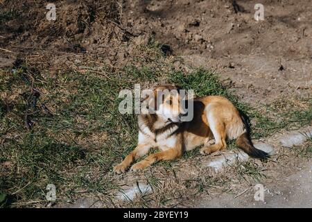 Ein einsamer streunender Hund mit einem Anhänger auf dem Ohr liegt auf dem Boden nahe der Straße. Stockfoto