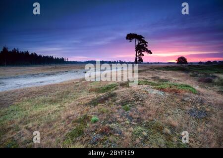 Rosa warmer Sonnenaufgang über wilden Hügeln und Wiesen Stockfoto