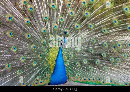 Schöne bunte Farben eines männlichen Pfaus Stockfoto