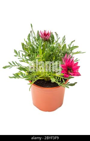 Rosa Gazania Pflanze in Blumentopf Stockfoto