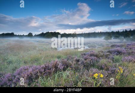 Sumpf und blühende Heide in nebligen Morgen Stockfoto