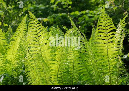 Schöner Bund Dryopteris-Flächen Stockfoto