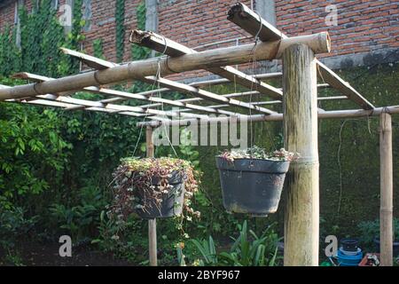 Blumen und Pflanzen in Töpfen hängen an einer Bambusstruktur, moosige Wand und Ziegelwand im Hintergrund Stockfoto