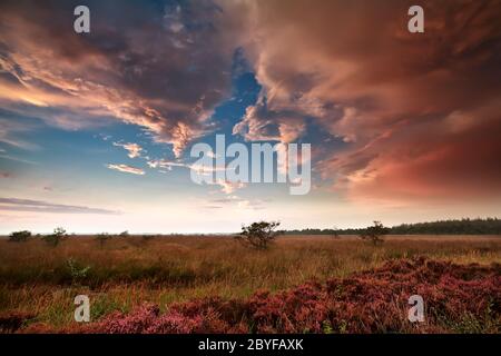 Schwere Regenwolken über dem Sumpf bei Sonnenuntergang Stockfoto