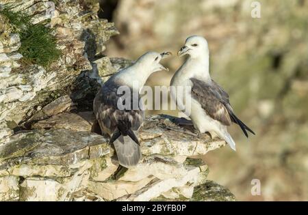 Fulmars (Wissenschaftlicher Name: Fulmarus glacialis) EIN Paar von Fulmars, die auf den hohen Kreidefelsen von Bempton, East Yorkshire, Großbritannien brüten. Querformat Stockfoto