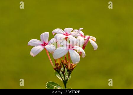 Nahaufnahme Bild der Kopsia Blume oder Kopsia fruticosa, s eine Pflanzengattung in Familie Apocynaceae erstmals als Gattung im Jahr 1823 beschrieben Stockfoto