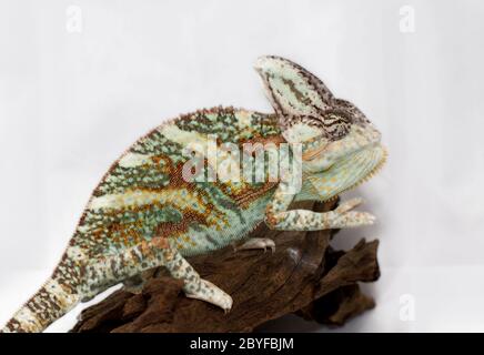 Ein Jemenchamäleon starrt die Kamera (Chamaeleo Calyptratus) Stockfoto