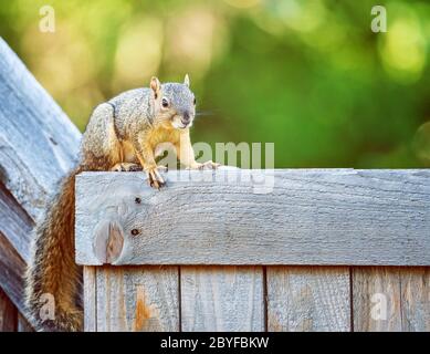 Süßes Ostfuchshörnchen (Sciurus niger) über einem Holzzaun im Hinterhof. Natürlicher grüner Hintergrund mit Kopierbereich Stockfoto