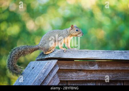 Süßes Ostfuchshörnchen (Sciurus niger) über einem Holzzaun im Hinterhof. Natürlicher grüner Hintergrund mit Kopierbereich Stockfoto