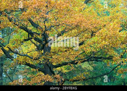 Die herbstlichen Baum Stockfoto