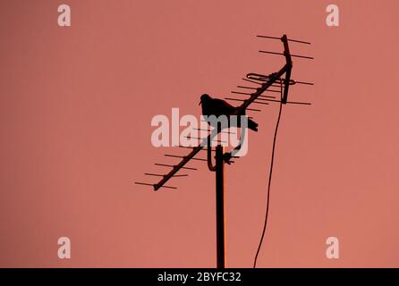 Silhouette einer Taube auf einer tv-Antenne isoliert gegen einen orangen Himmel Bild in horizontalem Format mit Kopierraum thront Stockfoto