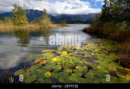 Seerosenblüten am Alpensee in den bayerischen Alpen Stockfoto