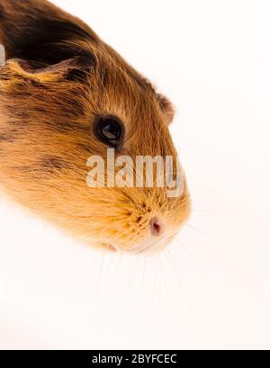 Dies ist ein Bild von einem braunen und roten Meerschweinchen genommen mit einem weißen Hintergrund. Stockfoto