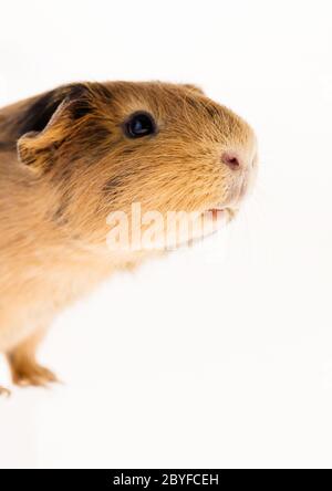 Dies ist ein Bild von einem braunen und roten Meerschweinchen genommen mit einem weißen Hintergrund. Stockfoto