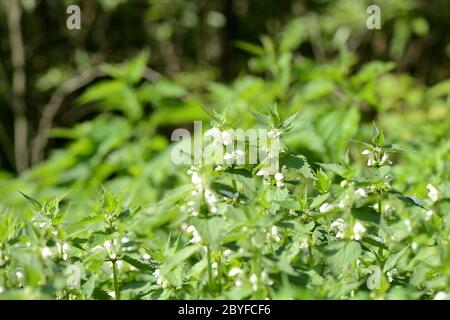 Blühende Brennnessel mit weißen Blüten an einem Sommertag von der Sonne beleuchtet. Alternative Medizin. Kraut in seiner natürlichen Umgebung Stockfoto