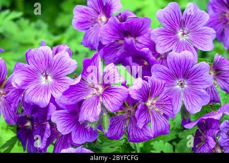 Crenesbils geranium x magnificum Stockfoto