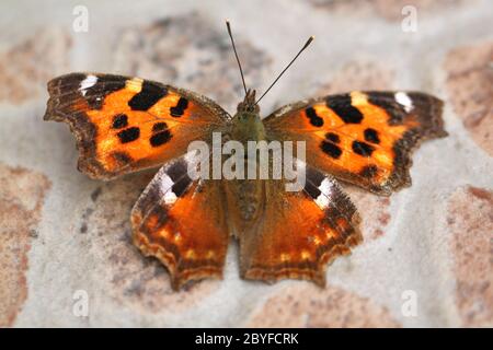 Schöner großer Schmetterling Stockfoto