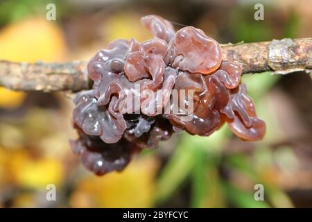 Pilz ähnelt Gelee mesenterica Stockfoto